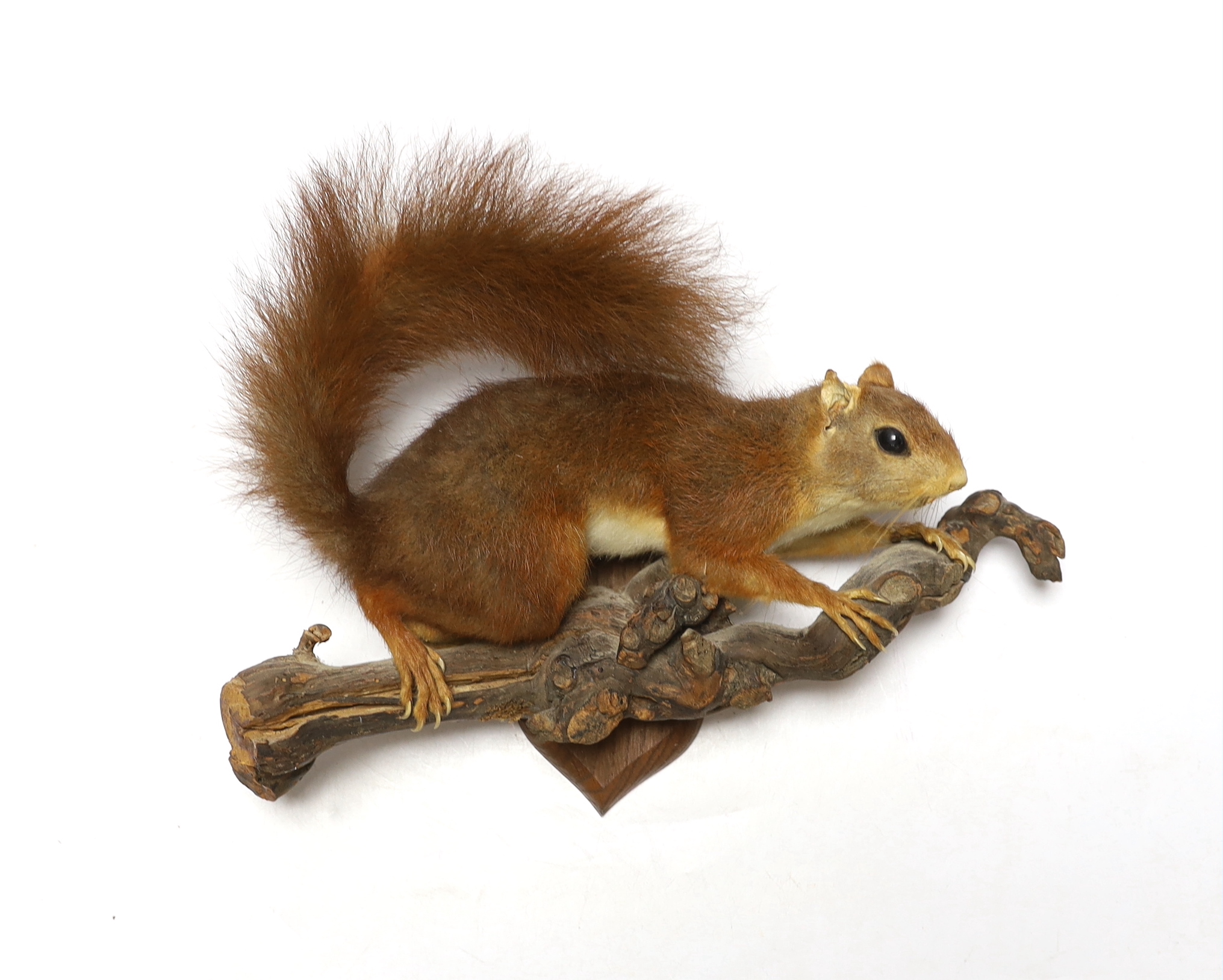 A taxidermy red squirrel on branch, 29cm wide
